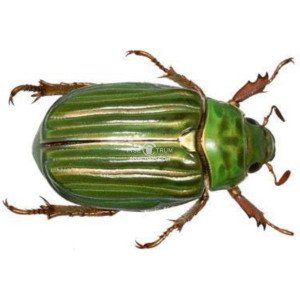 CHRYSINA ADELAIDA